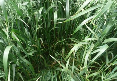 Grasuntersaaten in GPS: neue Argumente durch Greening