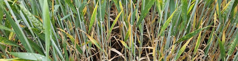 Physiologische Blattflecken – ein zunehmendes Risiko in Getreide?