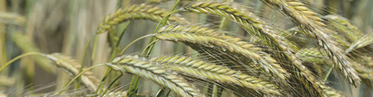 Anbaualternativen Biogasmais: Kein Biogas mehr – was nun?