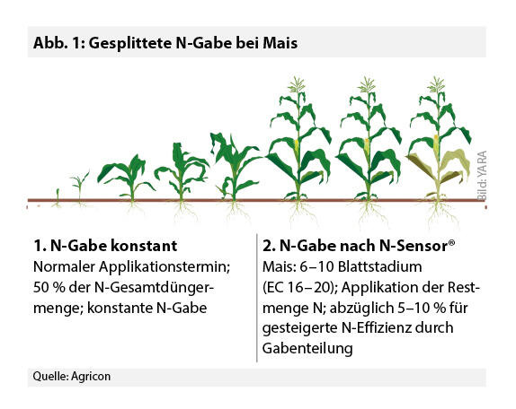 Gesplittete N-Gabe bei Mais