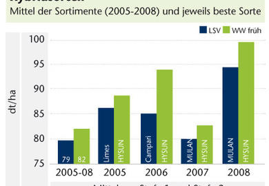 Frühe Weizensorten immer beliebter!