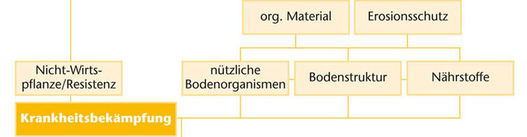 Mit Zwischenfrüchten Krankheiten bekämpfen