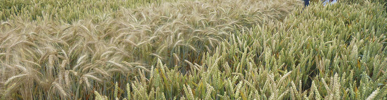 Wintertriticale oder Winterweizen?