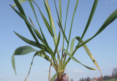Pflanzenproduktion im Klimawandel V: „Getreide führen heißt Getreide verstehen.“