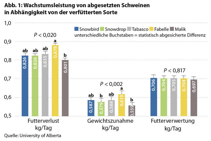 Abb. 1: Wachstumsleistung von abgesetzten Schweinen in Abhängigkeit von der verfütterten Sorte