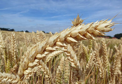 Anbauempfehlungen Hybridweizen