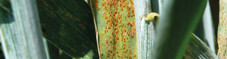 Für einen Krankheitsbefall muss alles „passen“!