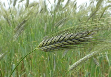 Betriebsreportage Spezialgetreide: Vermarktung eines Nischenproduktes